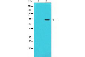 Western Blotting (WB) image for anti-Prostaglandin-Endoperoxide Synthase 1 (Prostaglandin G/H Synthase and Cyclooxygenase) (PTGS1) (C-Term) antibody (ABIN6260980)