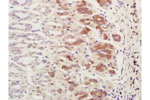 Paraformaldehyde-fixed, paraffin embedded mouse stomach; Antigen retrieval by boiling in sodium citrate buffer (pH6. (CHCHD2 Antikörper  (AA 96-130))