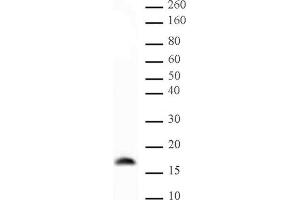 Histone H3 trimethyl Lys9 mAb (Clone 2AG-6F12-H4) tested by Western blot.