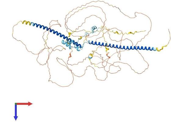 Retinoblastoma Binding Protein 8 Protein (RBBP8) (AA 1-893) (His tag)