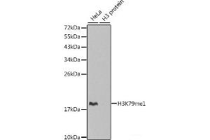 Western blot analysis of extracts of various cell lines using MonoMethyl-Histone H3-K79 Polyclonal Antibody. (Histone 3 Antikörper  (meLys79))