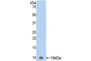 GRO gamma Antikörper  (AA 35-107)
