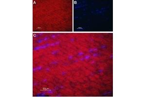 Expression of SERCA1 in rat skeletal muscle - Immunohistochemical staining of rat skeletal muscle paraffin-embedded sections using Anti-SERCA1 Antibody (ABIN7042953 and ABIN7044150), followed by goat anti-rabbit-AlexaFluor-594 secondary antibody. (ATP2A1/SERCA1 Antikörper  (Cytosolic))