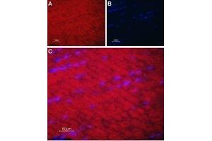 Expression of SERCA1 in rat skeletal muscle - Immunohistochemical staining of rat skeletal muscle paraffin-embedded sections using Anti-SERCA1 Antibody (ABIN7042953 and ABIN7044150), followed by goat anti-rabbit-AlexaFluor-594 secondary antibody. (ATP2A1/SERCA1 Antikörper  (Cytosolic, N-Term))