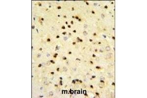 EBP1 Antibody (Center) (ABIN389363 and ABIN2839466) IHC analysis in formalin fixed and paraffin embedded mouse brain tissue followed by peroxidase conjugation of the secondary antibody and DAB staining. (PA2G4 Antikörper  (AA 228-255))