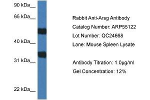 Western Blotting (WB) image for anti-Arylsulfatase G (ARSG) (C-Term) antibody (ABIN2786067)