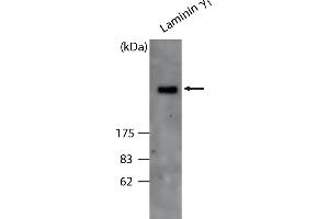 Western Blot analysis of ABIN110106 specificity. (Laminin gamma 1 Antikörper)