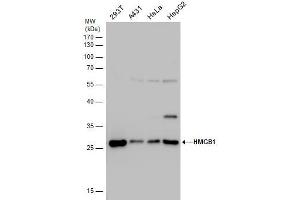 WB Image HMGB1 antibody detects HMGB1 protein by western blot analysis. (HMGB1 Antikörper)