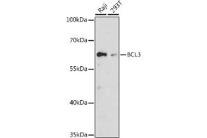 Western blot analysis of extracts of various cell lines, using BCL3 antibody (ABIN6134239, ABIN6137509, ABIN6137510 and ABIN7101379) at 1:1000 dilution. (BCL3 Antikörper  (AA 300-400))
