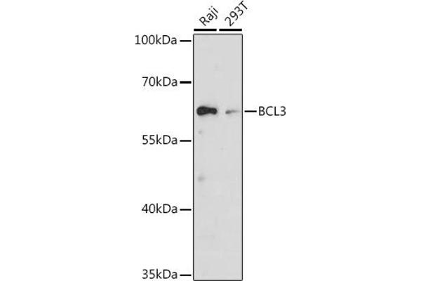 BCL3 Antikörper  (AA 300-400)