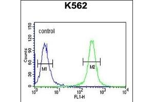 HSP90B1 Antibody (N-term) (ABIN651092 and ABIN2840067) flow cytometric analysis of K562 cells (right histogram) compared to a negative control cell (left histogram). (GRP94 Antikörper  (N-Term))