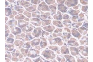 Detection of PPIF in Mouse Stomach Tissue using Polyclonal Antibody to Peptidylprolyl Isomerase F (PPIF)