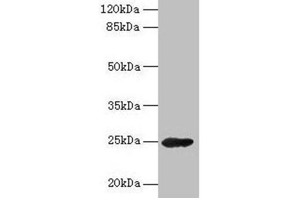 Growth Hormone 2 antibody  (AA 27-217)