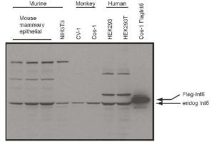 Image no. 1 for anti-Eukaryotic Translation Initiation Factor 3 Subunit E (EIF3E) (C-Term) antibody (ABIN401422) (EIF3E Antikörper  (C-Term))