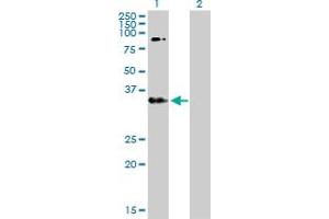 Western Blot analysis of ERBB3 expression in transfected 293T cell line by ERBB3 MaxPab polyclonal antibody.