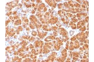 Immunohistochemical staining (Formalin-fixed paraffin-embedded sections) of human pancreas with CLTA/CLTB monoclonal antibody, clone CLC/1421 . (CLTA Antikörper  (N-Term))