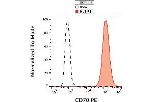 CD70 Antikörper  (PE)