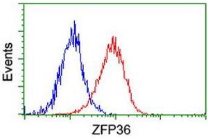 Flow cytometric Analysis of Hela cells, using anti-ZFP36 antibody (ABIN2454210), (Red), compared to a nonspecific negative control antibody, (Blue). (ZFP36 Antikörper)