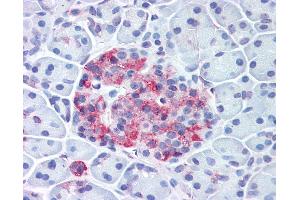 Anti-WNT10A antibody IHC of human pancreas, islet. (WNT10A Antikörper  (Internal Region))