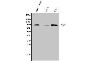 Western blot analysis of SOX6 using anti-SOX6 antibody (ABIN7603012).