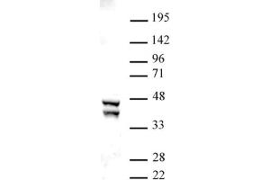 SIRT2 antibody (pAb) tested by Western blot. (SIRT2 Antikörper  (C-Term))