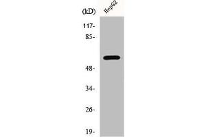 Western Blot analysis of HepG2 cells using ERK 8 Polyclonal Antibody (MAPK15 Antikörper)