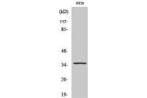Western Blotting (WB) image for anti-Olfactory Receptor 2K2 (OR2K2) (C-Term) antibody (ABIN3186065) (OR2K2 Antikörper  (C-Term))