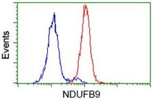 Flow cytometric Analysis of Hela cells, using anti-NDUFB9 antibody (ABIN2454384), (Red), compared to a nonspecific negative control antibody, (Blue). (NDUFB9 Antikörper  (AA 3-179))