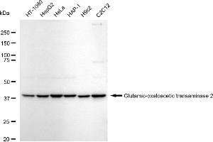 Western blotting analysis using Glutamic-oxaloacetic transaminase 2 antibody (ABIN7798746). (Rekombinanter GOT2 Antikörper)