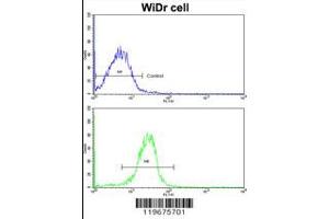 Flow cytometric analysis of widr cells using AADAC Antibody (bottom histogram) compared to a negative control cell (top histogram). (AADAC Antikörper  (C-Term))