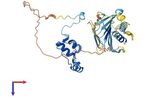 PLK5 Protein (AA 1-336) (His tag)