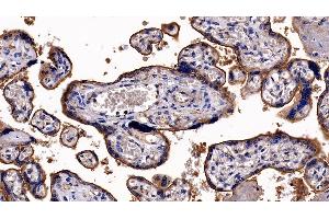 Detection of ITGaV in Human Placenta Tissue using Polyclonal Antibody to Integrin Alpha V (ITGaV) (CD51 Antikörper  (AA 560-744))