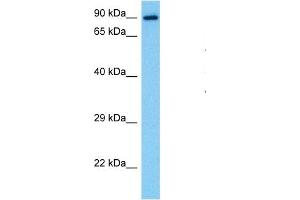 Host:  Mouse  Target Name:  STAT1  Sample Tissue:  Mouse Pancreas  Antibody Dilution:  1ug/ml (STAT1 Antikörper  (N-Term))