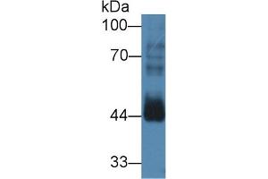Western blot analysis of Mouse Testis lysate, using Human CCNB2 Antibody (3 µg/ml) and HRP-conjugated Goat Anti-Rabbit antibody ( (Cyclin B2 Antikörper  (AA 58-398))
