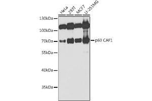 Western blot analysis of extracts of various cell lines, using p60 C antibody  at 1:1000 dilution. (CHAF1B Antikörper  (AA 270-559))