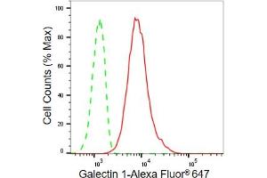 Flow cytometric analysis of Galectin 1 expression in C2C12 cells using Galectin 1 antibody (ABIN7799243), 1:2,000).