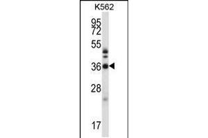 Western blot analysis in K562 cell line lysates (35ug/lane). (CrkL Antikörper  (N-Term))