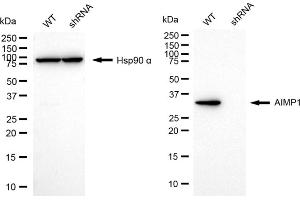 Western blotting analysis using AIMP1 antibody (ABIN7797587).