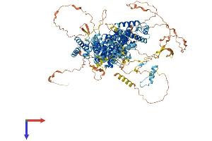 p130 Protein (AA 1-1139) (His tag)