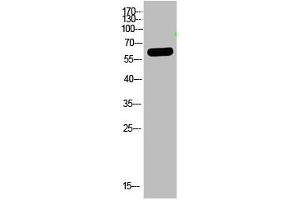 Western Blot analysis of HELA cells using primary antibody diluted at 1:2000(4 °C overnight). (OASL Antikörper  (AA 1-50))
