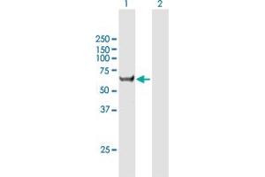 Western Blot analysis of CCT8L2 expression in transfected 293T cell line by CCT8L2 MaxPab polyclonal antibody.