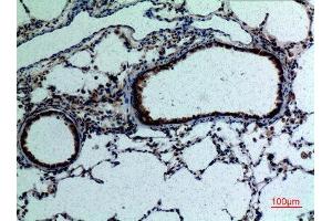Immunohistochemistry (IHC) analysis of paraffin-embedded Rat Lung, antibody was diluted at 1:100. (FGF18 Antikörper  (C-Term))