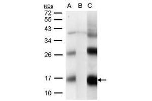 Image no. 2 for anti-CG1458 (CG1458) (AA 1-133) antibody (ABIN1496301) (CG1458 Antikörper  (AA 1-133))