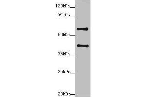 Western blot All lanes: SYCE1 antibody at 3. (SYCE1 Antikörper  (AA 132-351))
