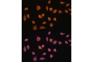 Immunofluorescence analysis of L929 cells using SLC20 antibody (ABIN1682754, ABIN3018562, ABIN3018563 and ABIN6220499) at dilution of 1:100. (SLC20A1 Antikörper  (AA 257-356))