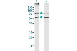 Western Blot analysis of SLC19A2 expression in transfected 293T cell line by SLC19A2 MaxPab polyclonal antibody. (SLC19A2 Antikörper  (AA 1-497))