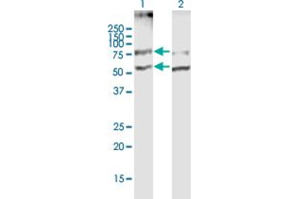 SLC19A2 Antikörper  (AA 1-497)