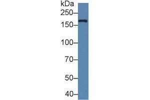 Western Blot; Sample: Bovine Milk; Primary Ab: 5µg/ml Rabbit Anti-Human XDH Antibody Second Ab: 0. (XDH Antikörper  (AA 1-300))