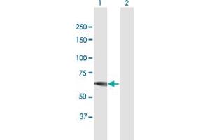 Western Blot analysis of IMPDH1 expression in transfected 293T cell line by IMPDH1 MaxPab polyclonal antibody. (IMPDH1 Antikörper  (AA 1-563))