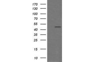 Image no. 4 for anti-Chromogranin A (CHGA) antibody (ABIN1497513) (Chromogranin A Antikörper)